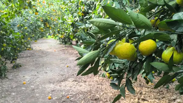 Hataylı narenciye üreticisinden 'fiyat' tepkisi: 5 liraya mal edip, 3 liraya satıyoruz