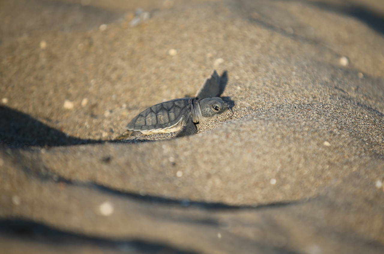 Mersin'de yavru kaplumbağalar denizle buluşuyor
