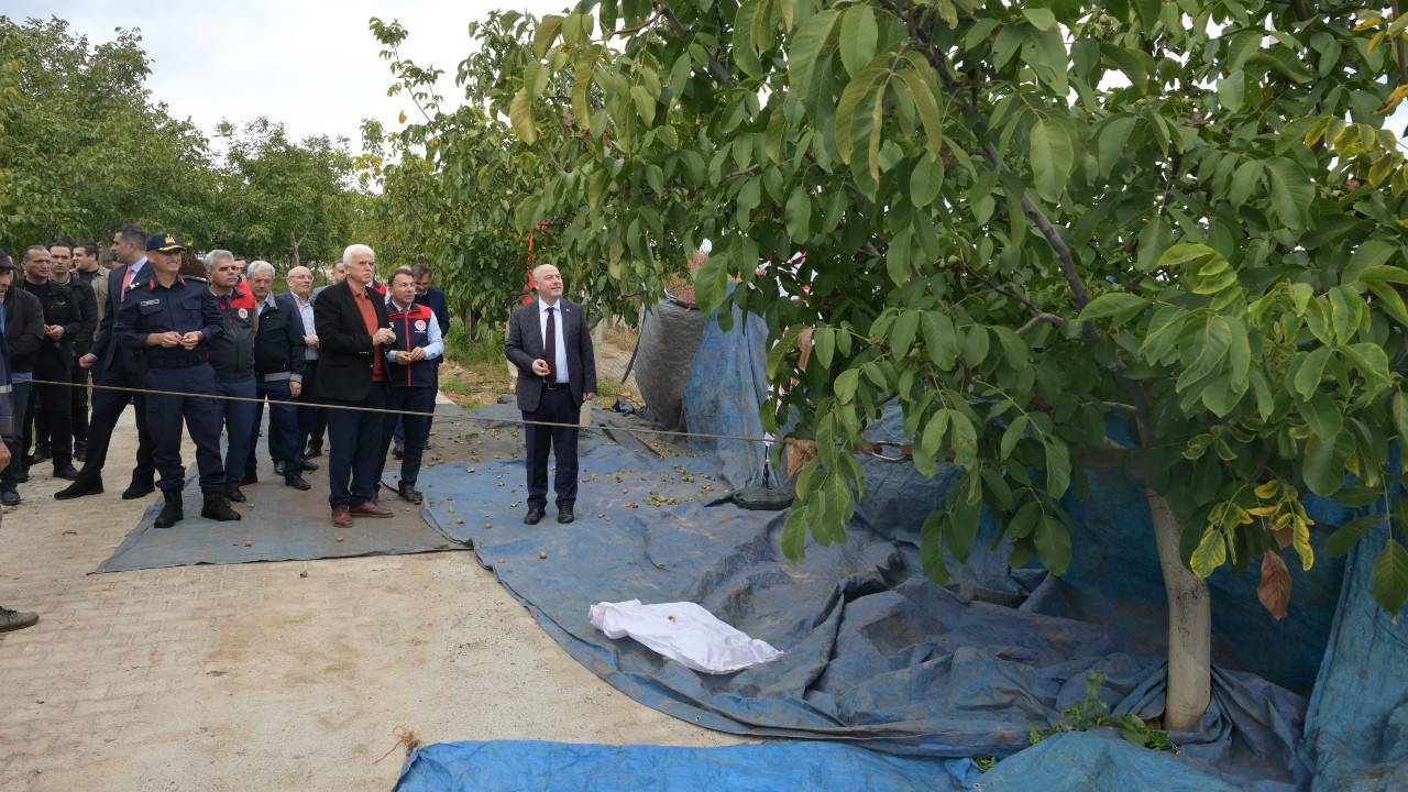 Sezonun ilk hasadı Tavas'ta yapıldı!