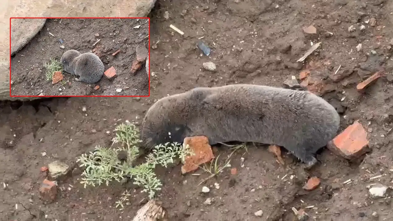 Yer altının gizemli sakini 'kör fare' yüzeye çıktı!