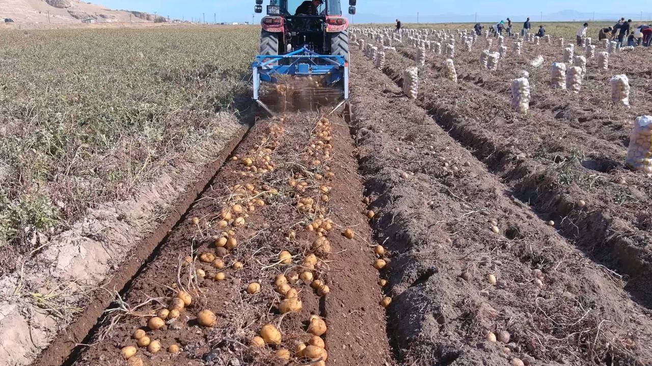 Erciş'te hasta başladı: 250 ton rekolte bekleniyor...