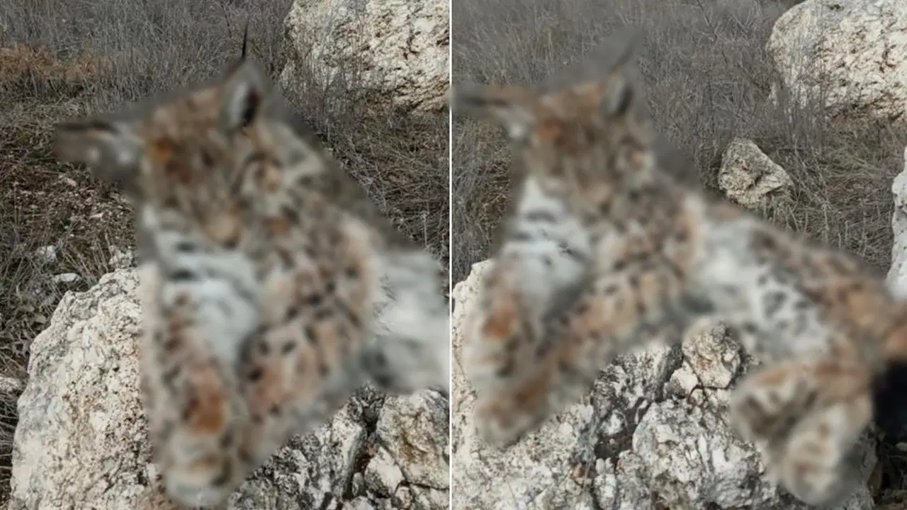 Doğada nadir görülen vaşak ölü bulundu