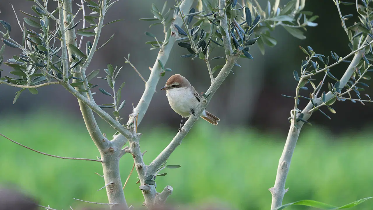Hatay’da bir ilk: Nadir görülen Türkistan Örümcekkuşu objektiflere takıldı