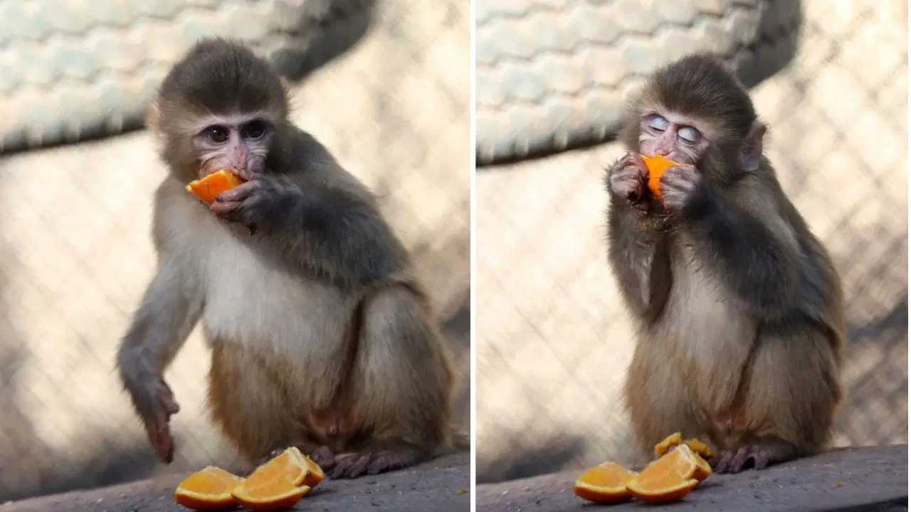 Uyuşturucu operasyonunda kurtarılan 'Portakal' artık güvende!