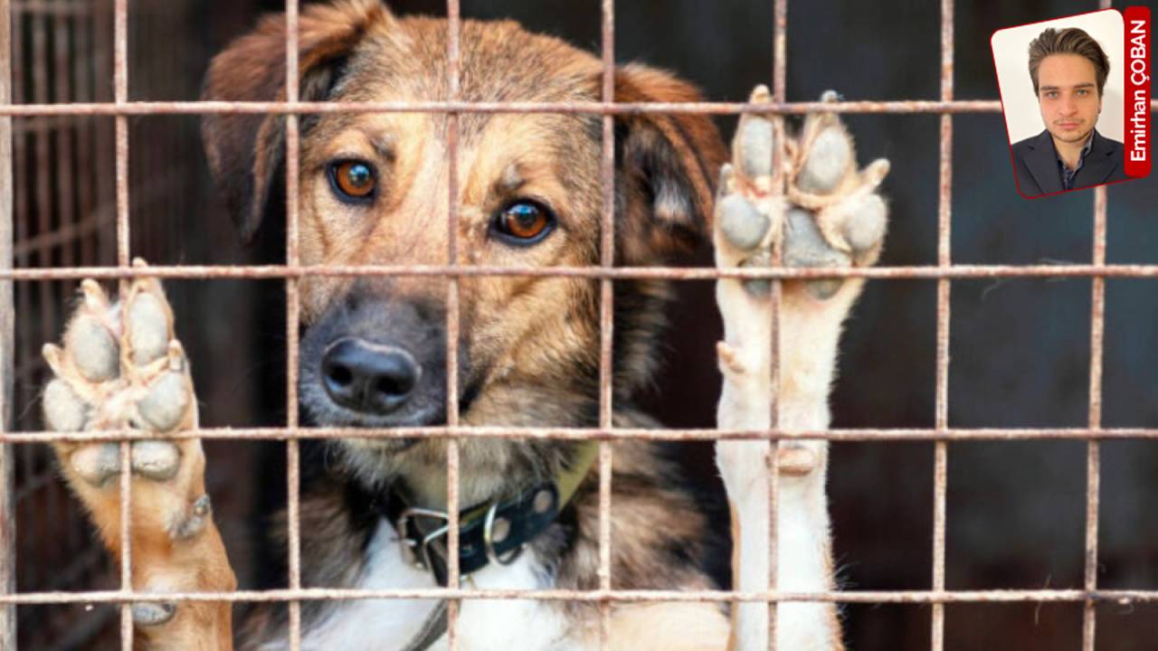 TBMM’de sokak hayvanlarına yönelik sunum yapıldı: ‘Valilikler belediyelere baskı kuruyor’