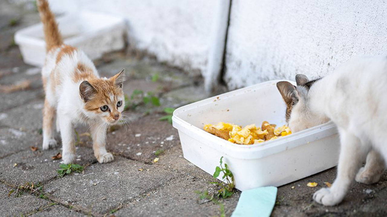 150 avukat harekete geçti: İstanbul Valiliği'nin 'besleme' kısıtlamasına suç duyurusu