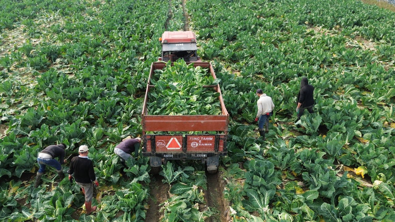 Bafra Ovası'nda hasat başladı: Tarlada satış fiyatı 5 lira...