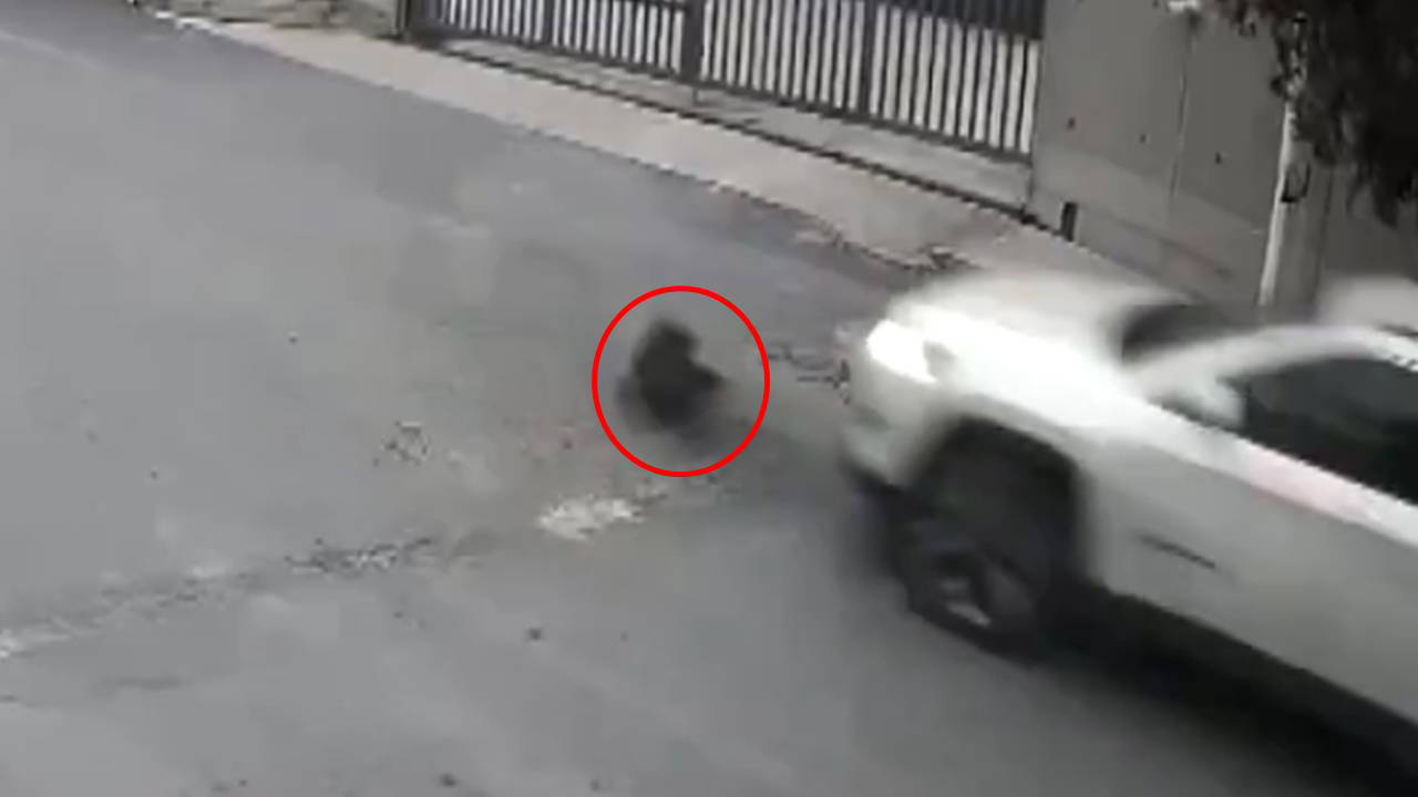 O anlar kamerada: Aracıyla köpeği ezip yoluna devam etti