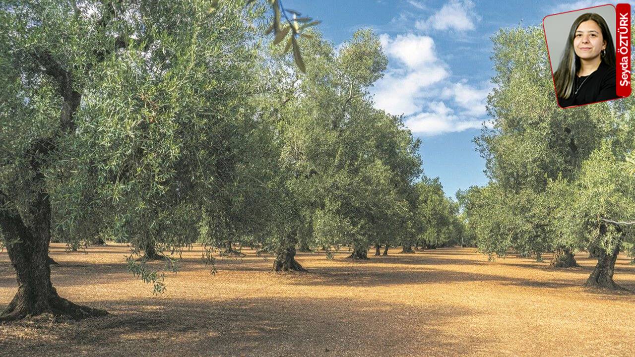 Depremin yıktığı kentte Limak’ın 4 bin ağacı keseceği proje onaylandı: Hatay’a yeni darbe