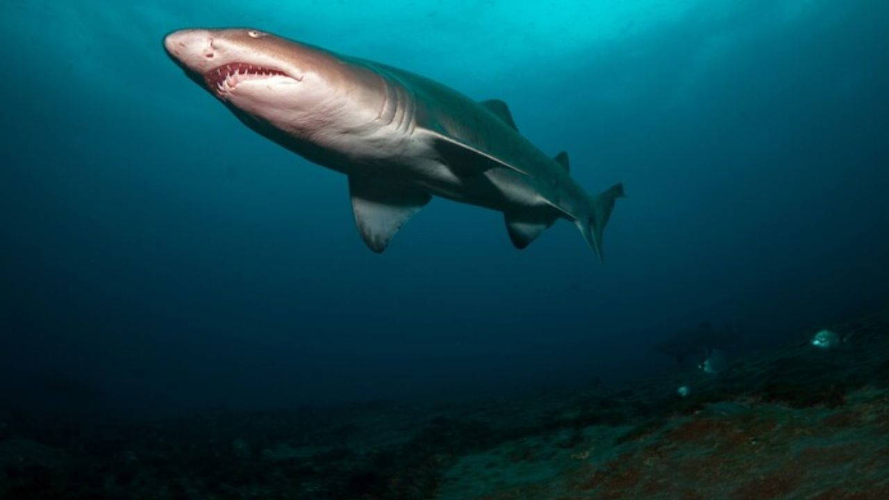 İnsan etkisi her alanda hissediliyor: Köpekbalıklarında kokain ve kafein saptandı