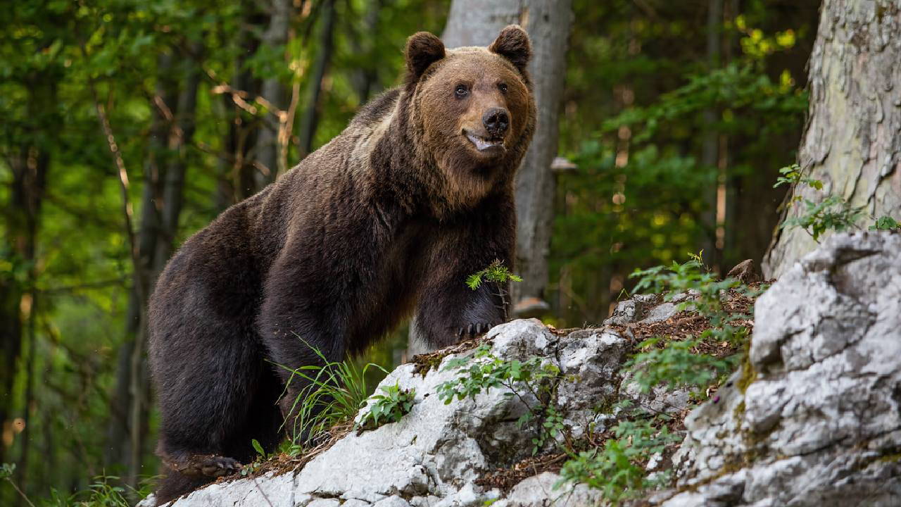 Köye inen ayıyı el fenerleriyle kovaladılar!