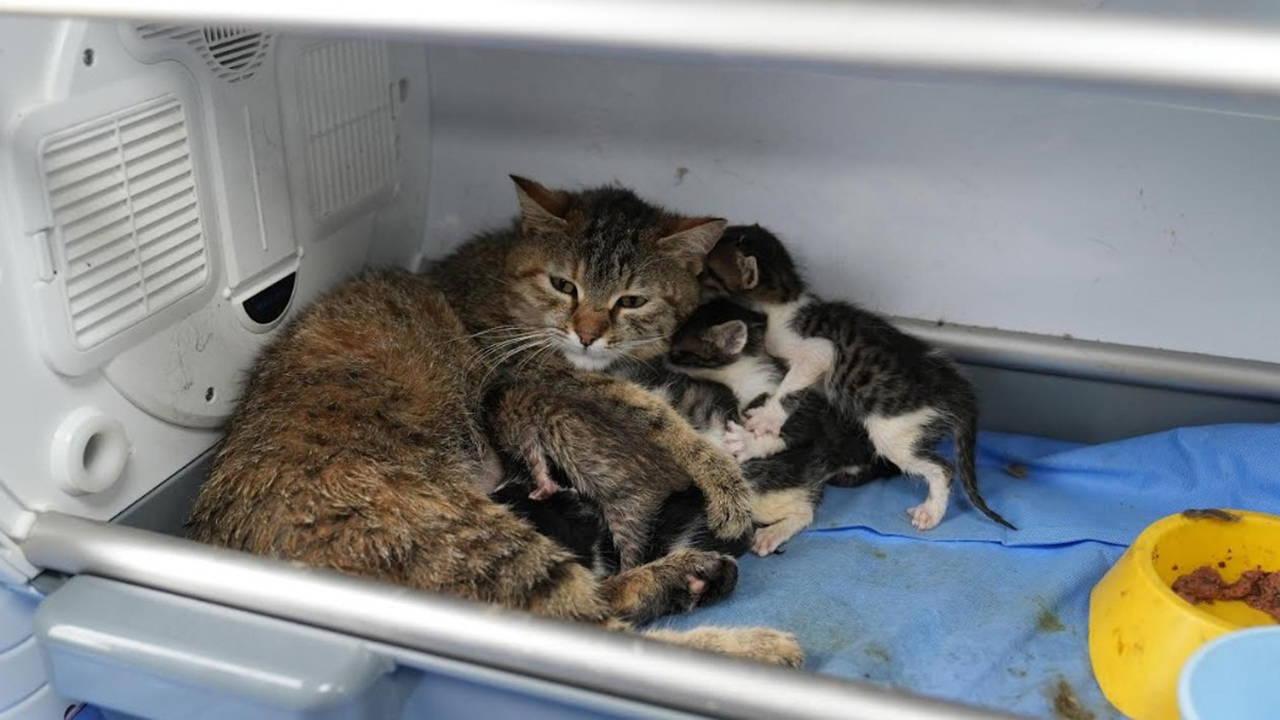 2 yavrusu olan kedi, sokakta bulunan 3 yavruya da sütannelik yapıyor