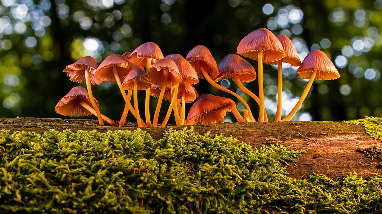 Doğanın gizli interneti: Mikorizal ağlar