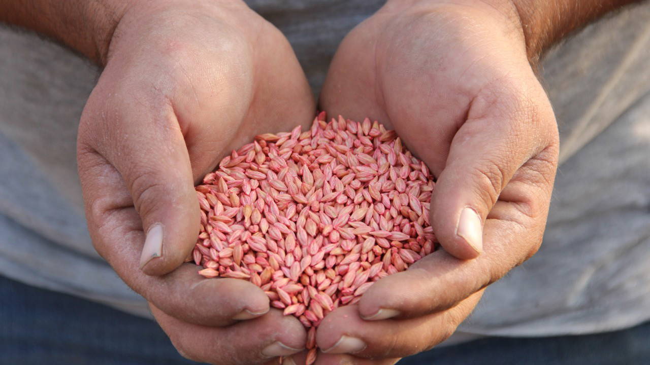 Çorum'da 'güz ekimi' başladı: Hasat 2026'da