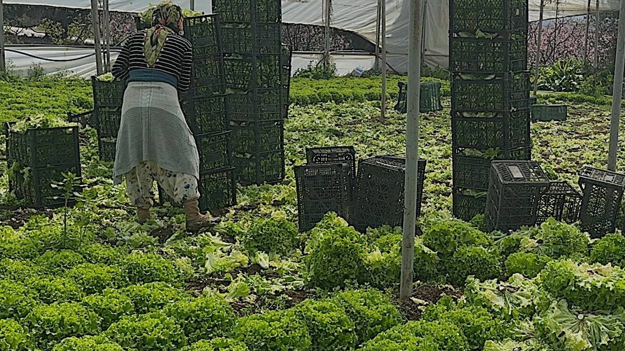 Bursa'da hasat mesaisi başladı: 'Geçen yıl 5 liraya satamadık, şimdi talebe yetişemiyoruz'