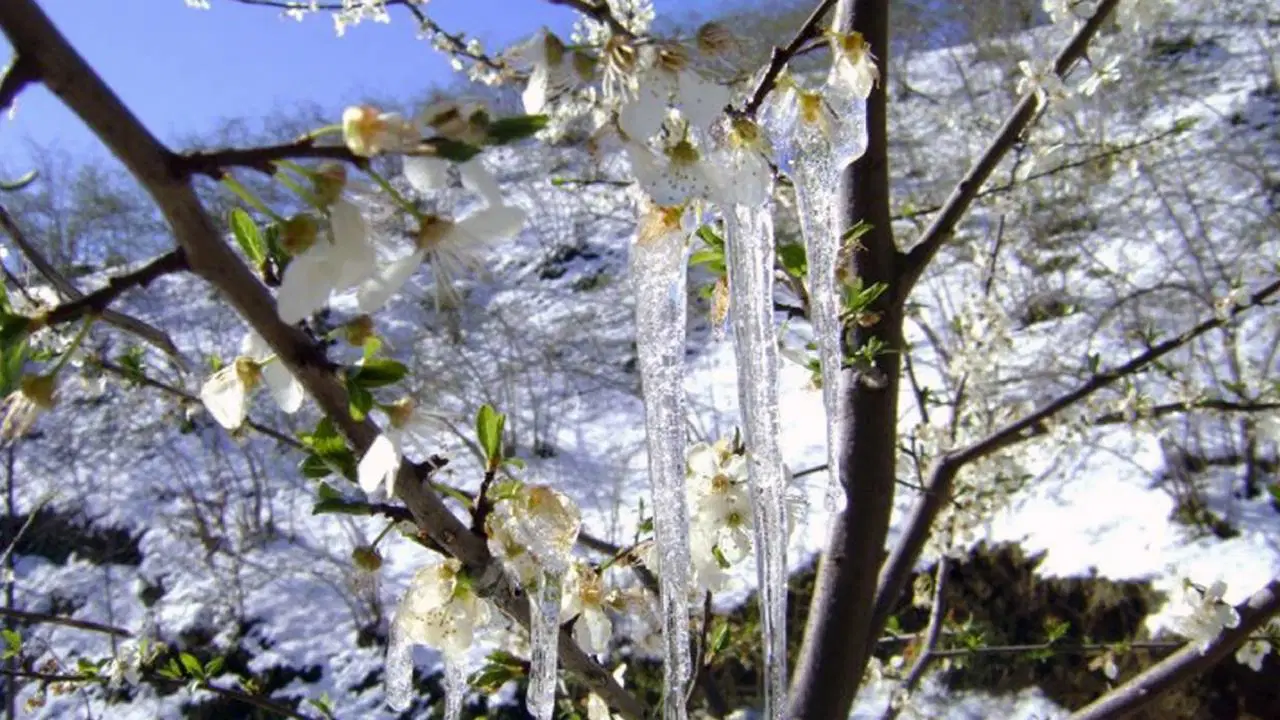Meteoroloji'den Aydın için 'zirai don' uyarısı!