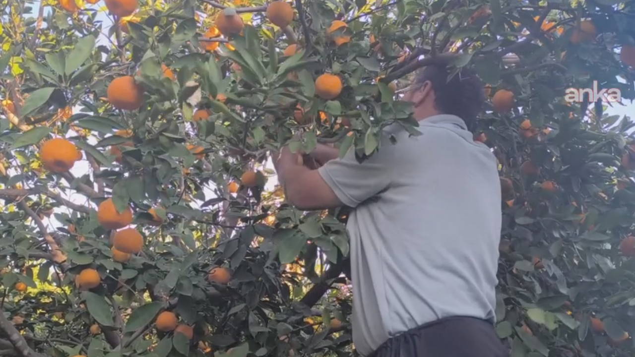 Adanalı mandalina üreticisi: 'Kilosu 1 lira, satamıyoruz'