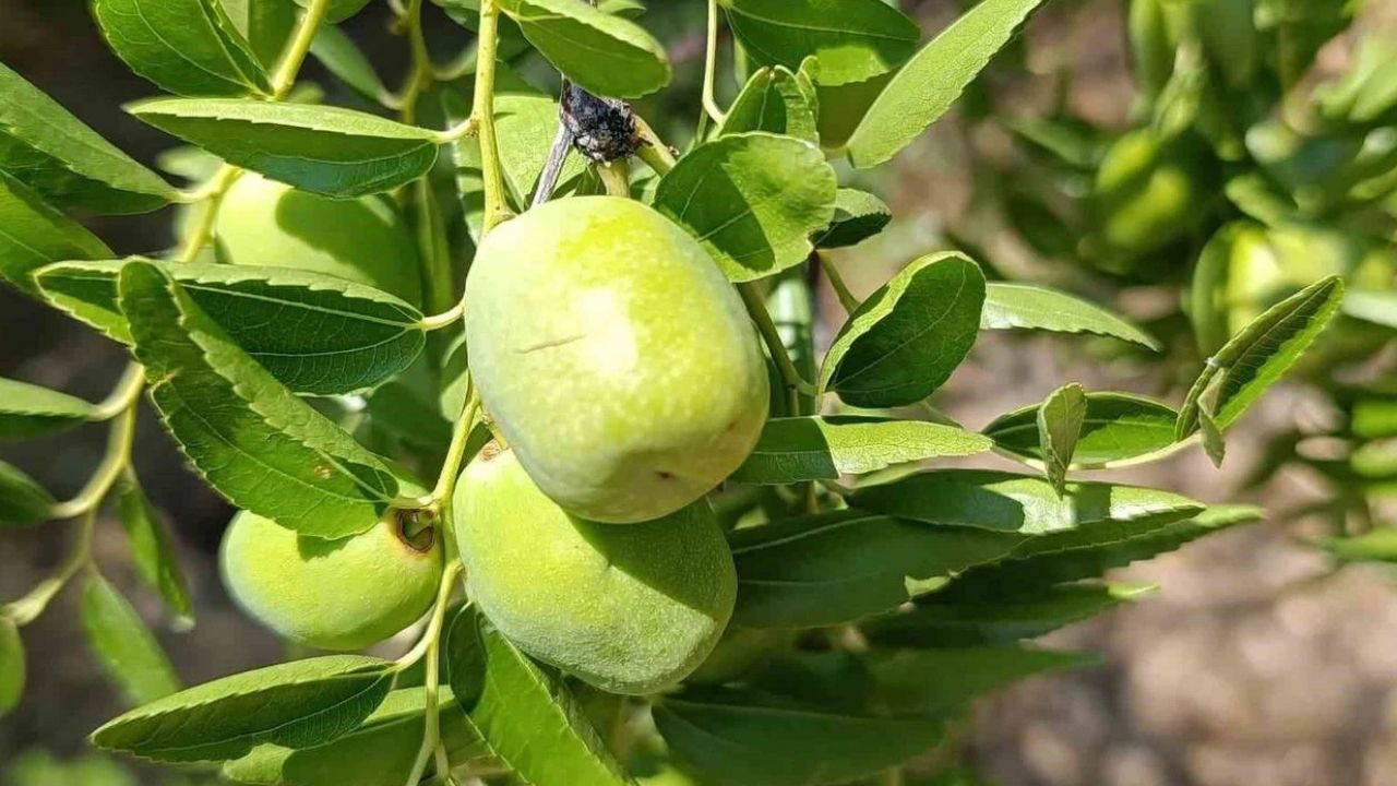 3 tanesi 1 kilo mandalinaya bedel! Faydasını duyan kilosunu 150 liradan topluyor...