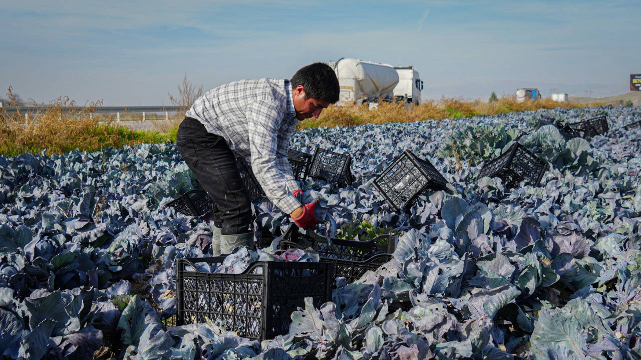 Beypazarı'nda tarlalar mora büründü: Sezonun son mahsulleri hasat edildi!