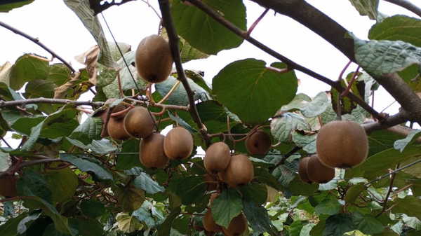 Hasadı şenlikle başladı: Kent ekonomisine 1 milyar lira katkı sağlıyor...