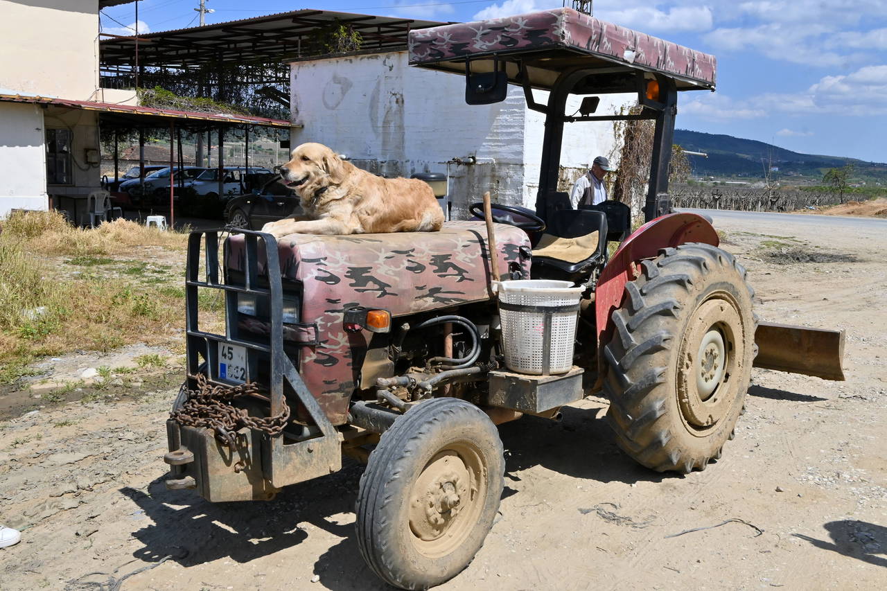 Manisa'nın 'Betty'si traktörden inmiyor: Sahibiyle tarlaya gidiyor!