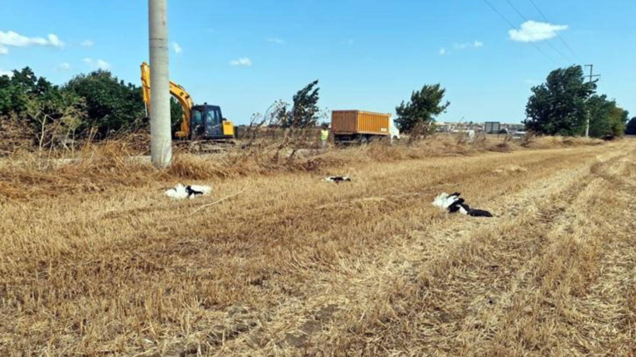 Tekirdağ’da 30 leylek akıma kapılarak öldü: 'Bu kadarına ilk defa denk geliyoruz'