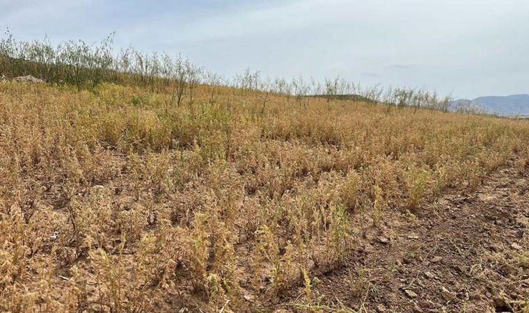 Kurtalan'da hasat başladı:  Boyu geçen yıllara göre daha kısa