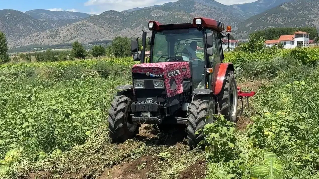  Dönüm fiyatı 10 bin liraya geriledi: Mahsul tarlada kaldı!