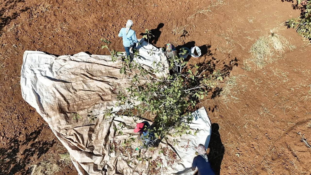 İdil'in yeni umudu oldu: Hasadı başladı...