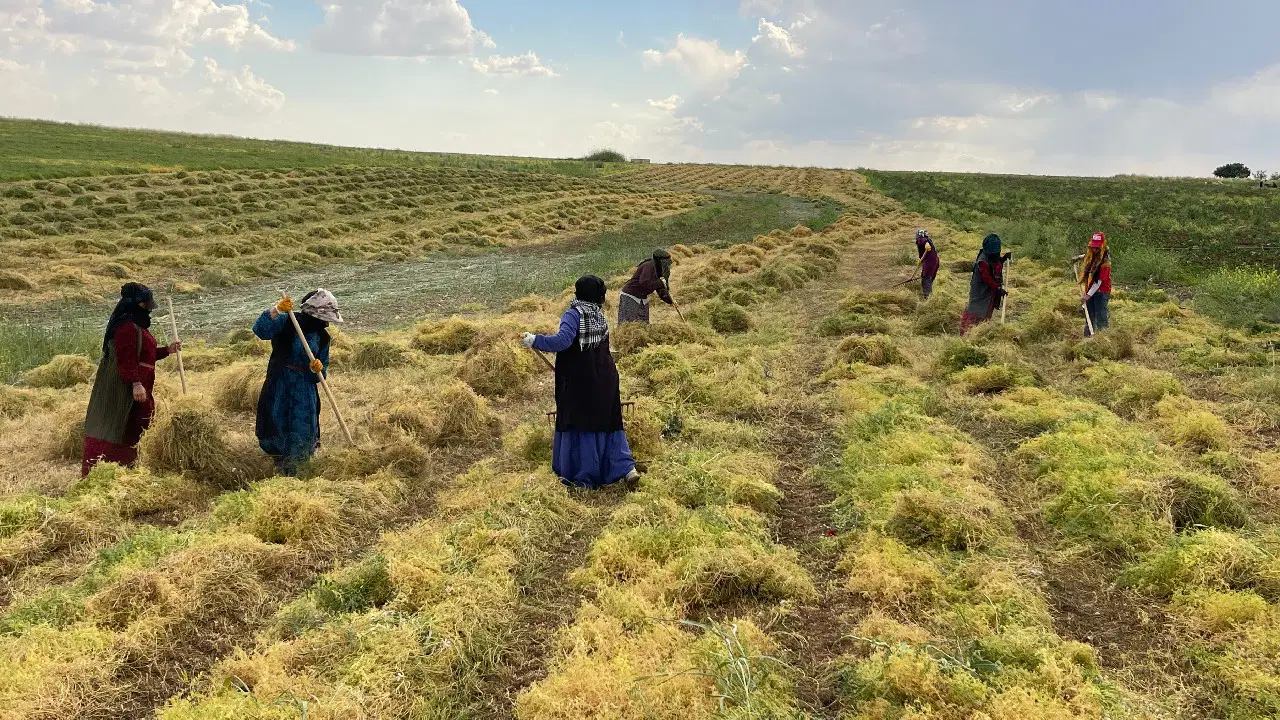 Şanlıurfa'da 'kırmızı altın' hasadı başladı: Tarihi rekolte bekleniyor....