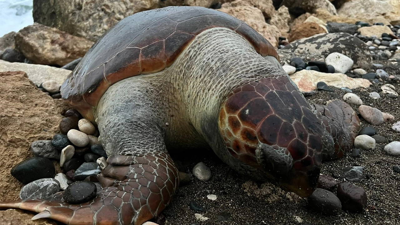 Bir caretta caretta daha ölü bulundu:15 günde 7'inci ölüm