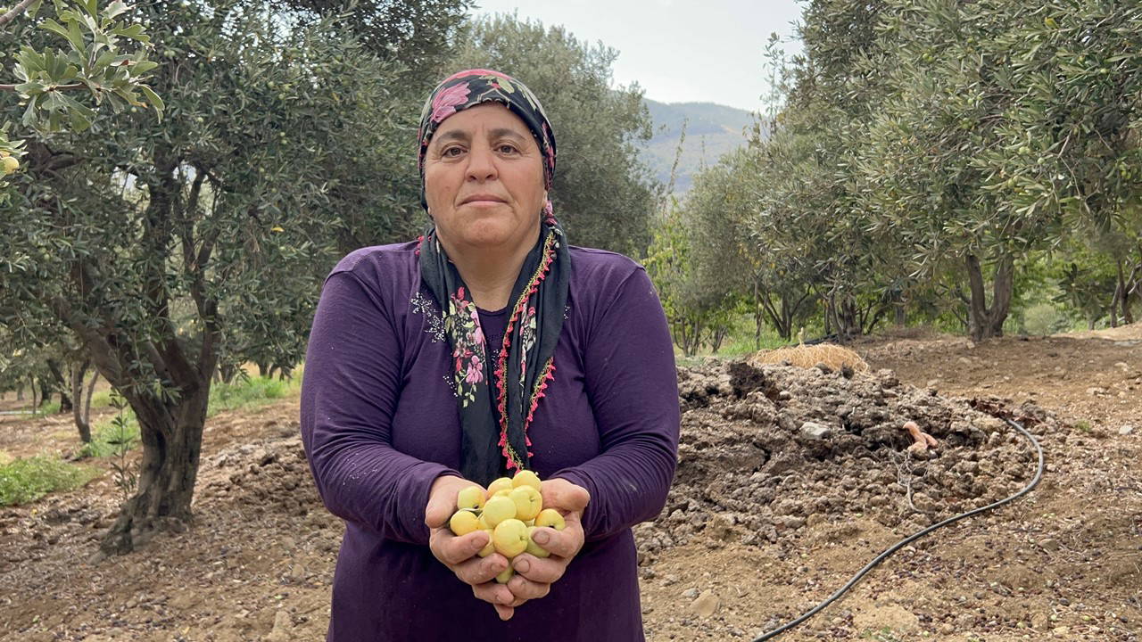 Belen'in şifa deposu lezzetinde hasat başladı: Kilosu 200 TL...