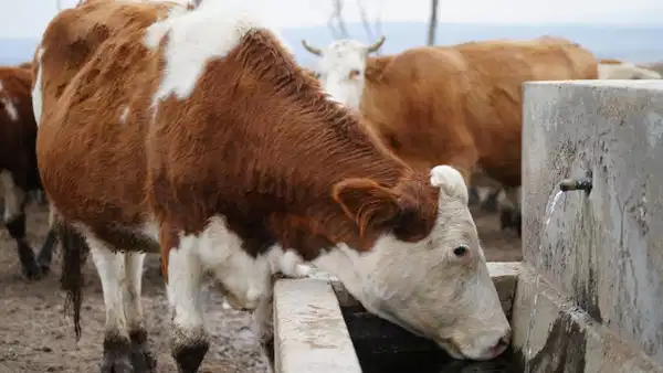 Kırıkkale’de şap hastalığı alarmı: Hayvan pazarı kapatıldı