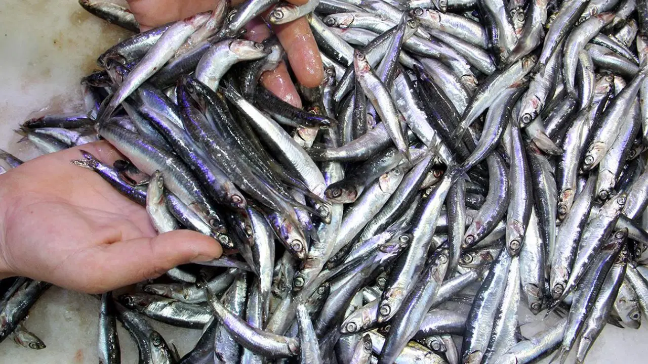Karadeniz'den kasalarca hamsi çıktı: Hamsi fiyatı düştü