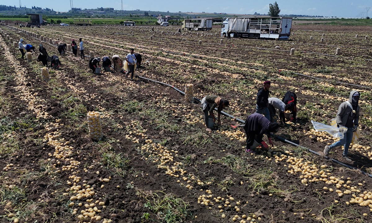 Hasadı sürerken fiyatı geriledi: Bu sezonda 165 bin ton rekolte bekleniyor..