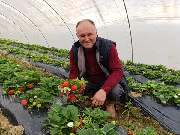 Mevsimi bitti, hasadı bitmedi: Kilosu 200 TL...