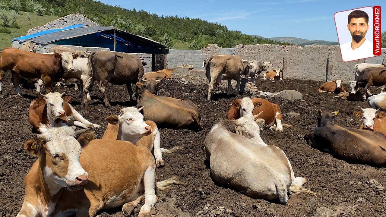 Şapta fatura ağır