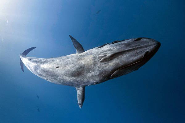 Dünya sessizce eksiliyor: Nesli tükenmekte olan 20 hayvan türü