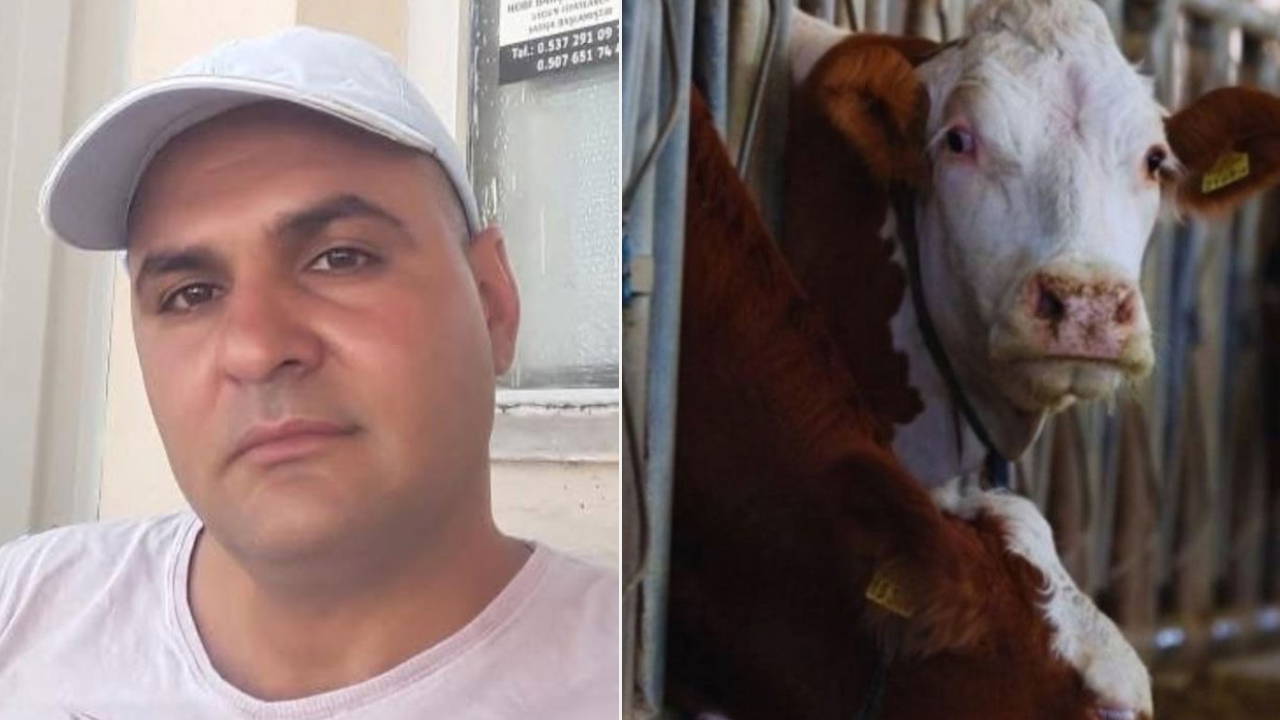 Dananın kafa darbesiyle hayatını kaybetti