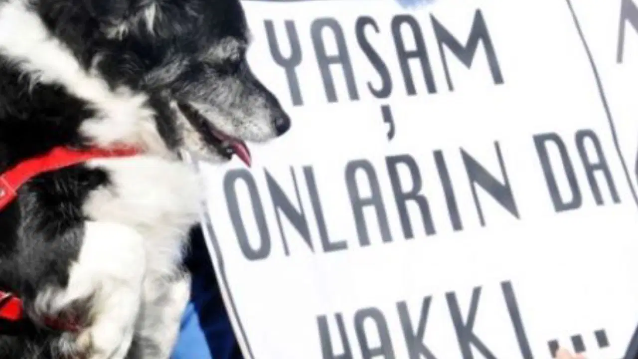 Adıyaman'da parçalanmış halde yavru kedi bulundu