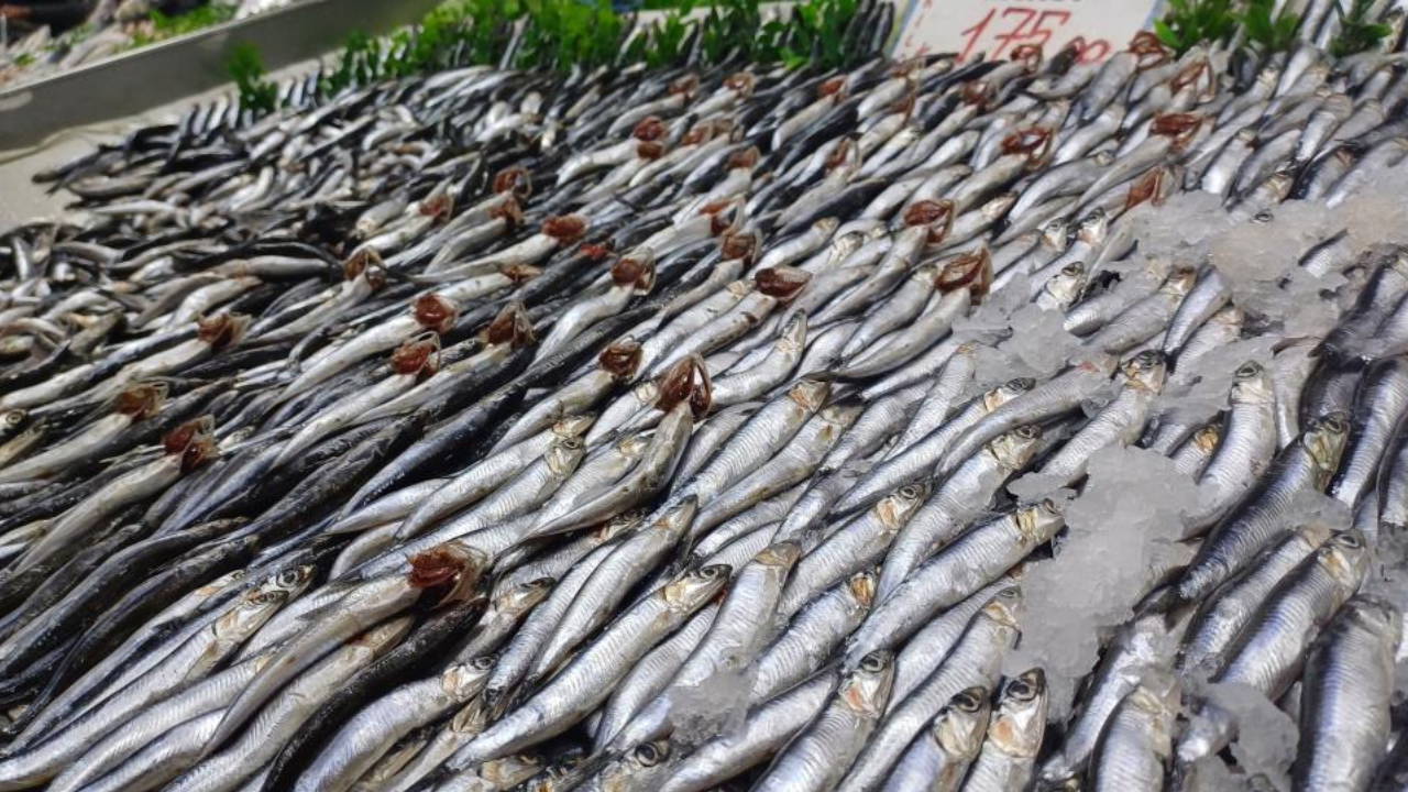 Tezgahlarda palamut yok, hamsi çok