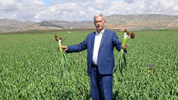 Araban'da hasat için geri sayım başladı: 'Türkiye’ye yetecek kadar var!'