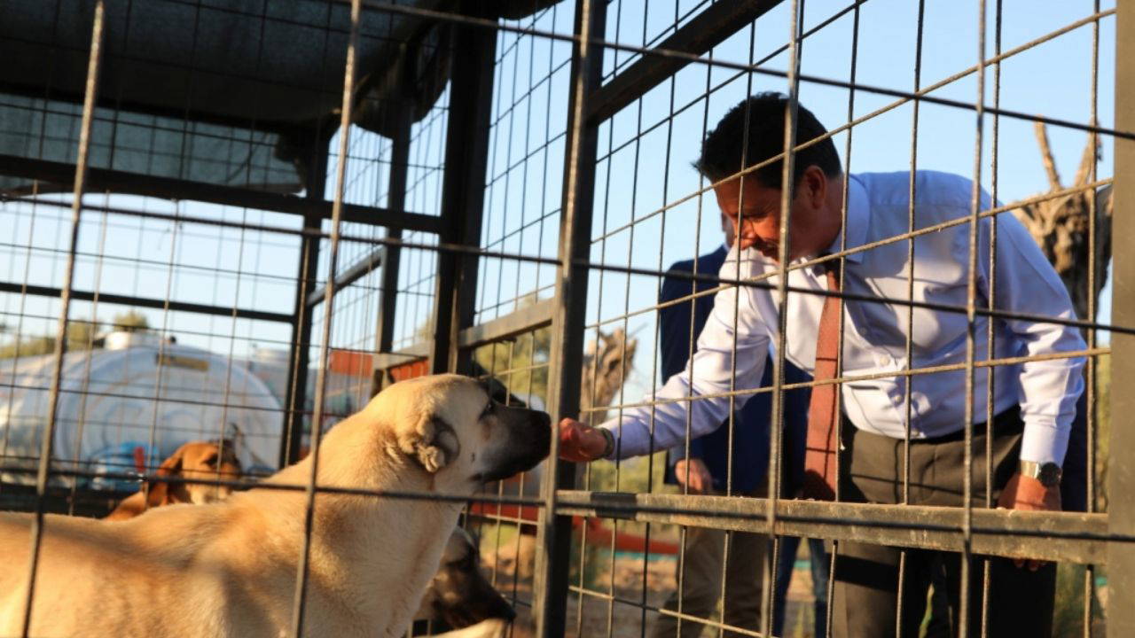 Muğla’da 4 bin 34 can dosta yeni yuva