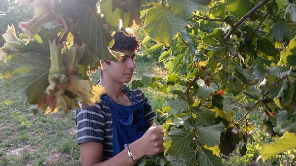 Uludağ eteklerinde yetişiyor: Karadeniz'e rakip...