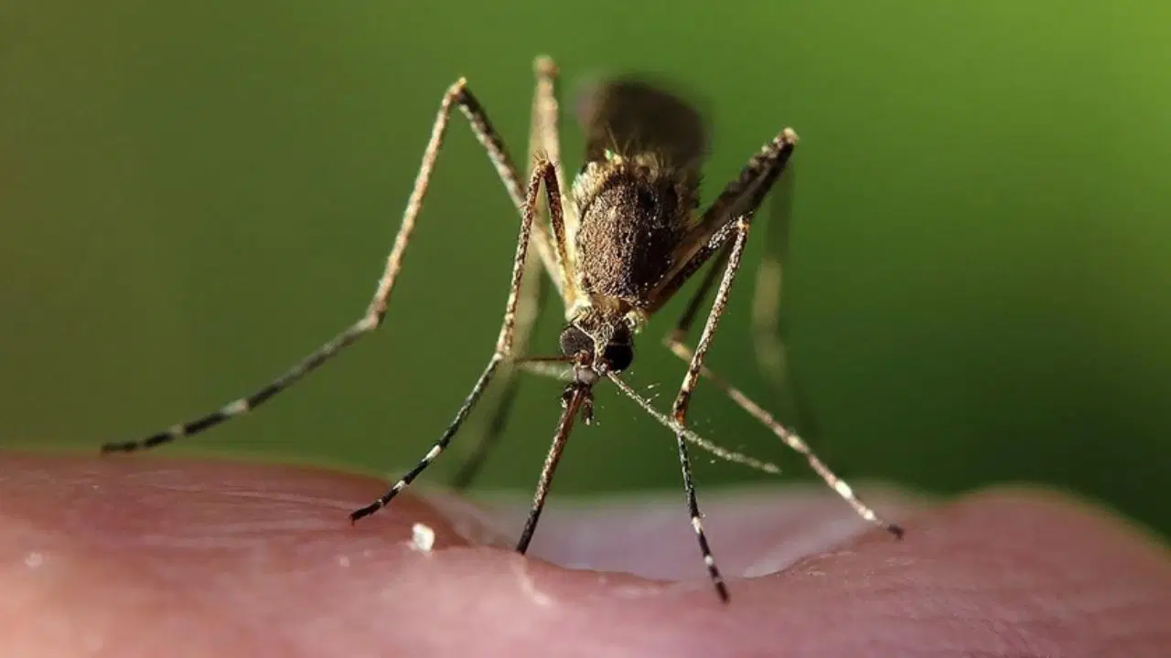 İklim değişikliği hayvanlardan bulaşan hastalıkları etkileyebilir