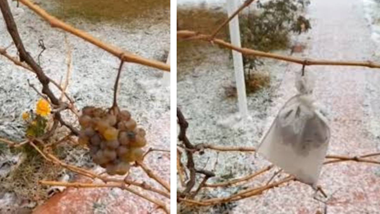 Kırşehir'de eksi 10 derecede hasat: Doğal yöntemler ile muhafaza etti