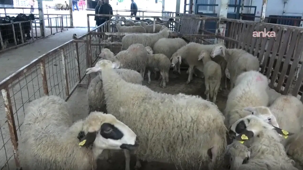 Nazilli'de kurban pazarında üretici de yurttaş da dertli: 'Maliyet yüksek, satış yok'