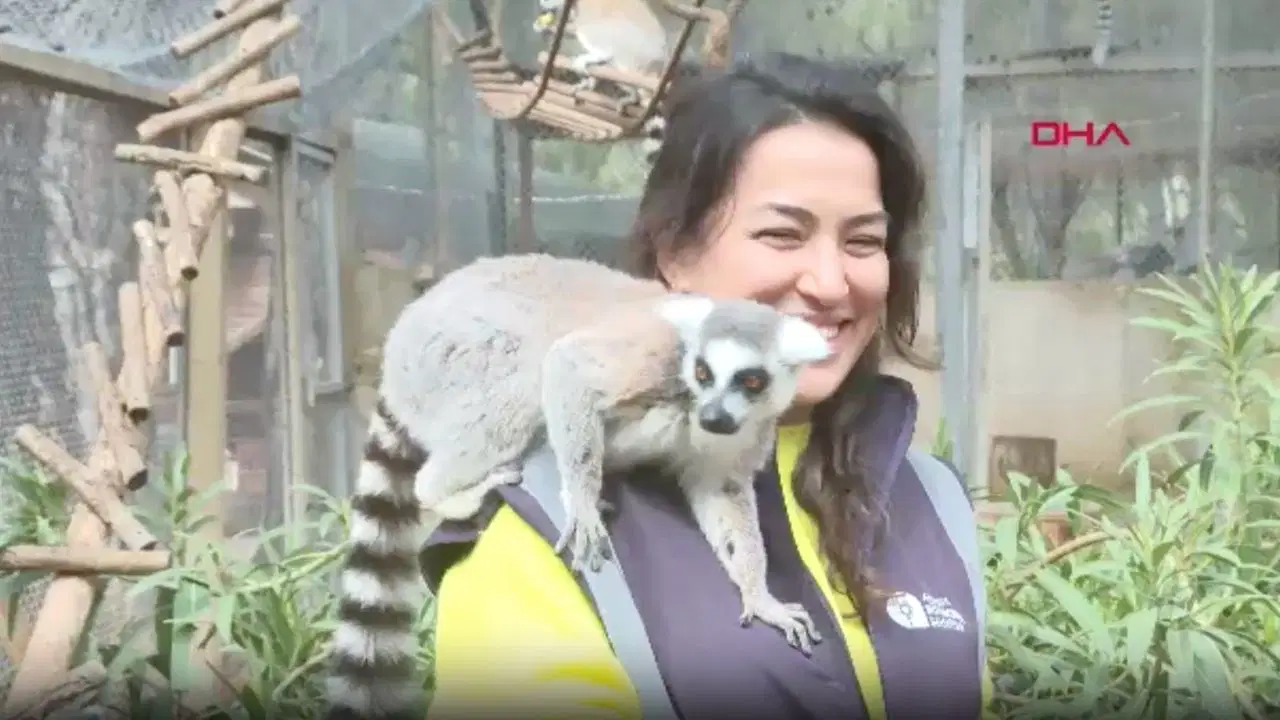 Yavru lemur Zabumafu doğdu!