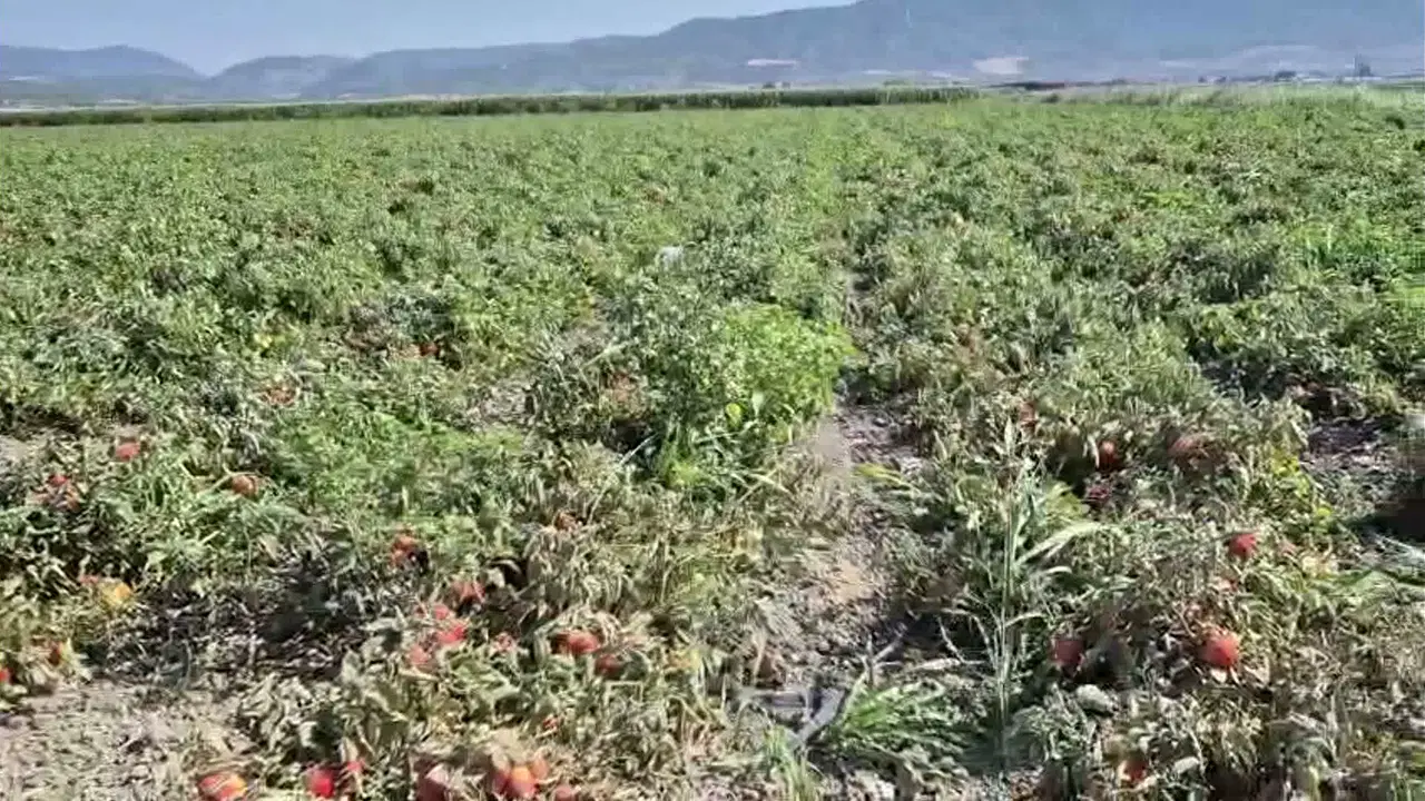 İzmir Kınık'ta çiftçi böyle feryat etti: 'Çalışarak, üreterek batıyoruz'