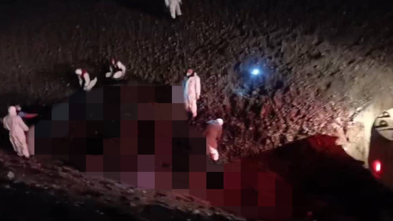 Iğdır’da arı saldırısının bilançosu: 816 koyun hayatını kaybetti